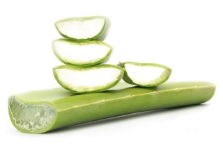 ČERSTVÁ BIO ALOE 1ks
